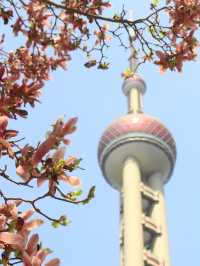 Spring in Shanghai🌸🌸🌸
