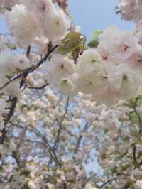Cherry blossoms at Yuyuan Park Beijing