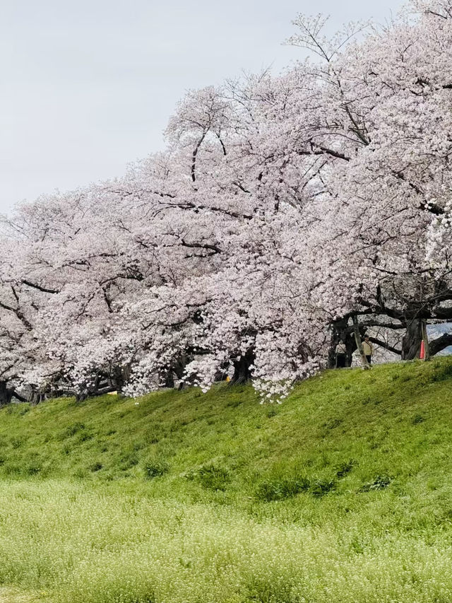 Yoshino-Kumano National Park 🏞️🌸🇯🇵