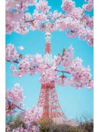 東京タワーと桜の絶妙な組み合わせ🌸｜撮影スポット紹介
