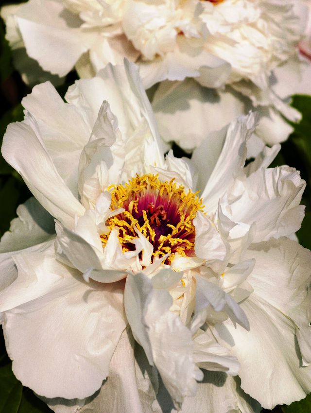 北京小眾賞花秘境｜在熊貓隔壁邂逅油畫牡丹！