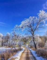 成都周邊2h直達！雅安王崗坪·雲端之上的冰雪王國