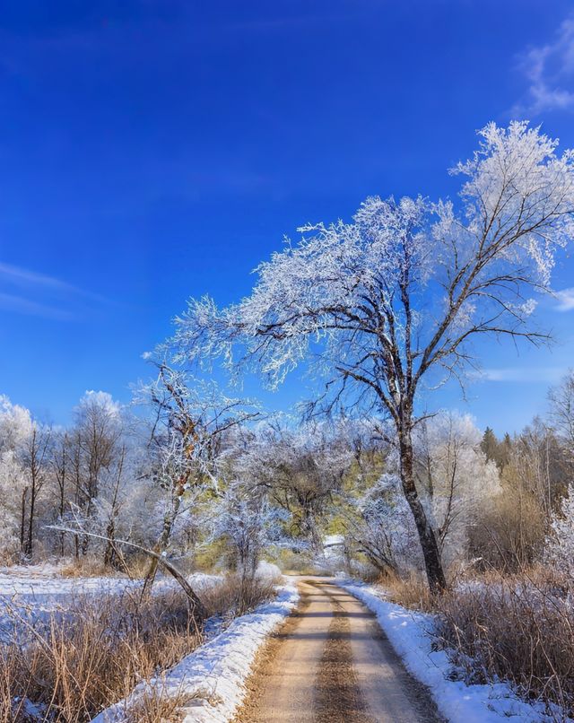 成都周邊2h直達！雅安王崗坪·雲端之上的冰雪王國