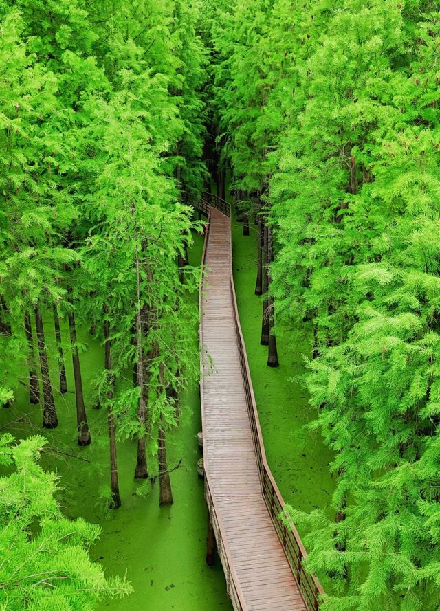 # 杭州青山湖水上森林旅遊攻略 | 森系大片與避坑指南