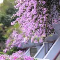 深圳仙湖植物園 | 必打卡景點推薦