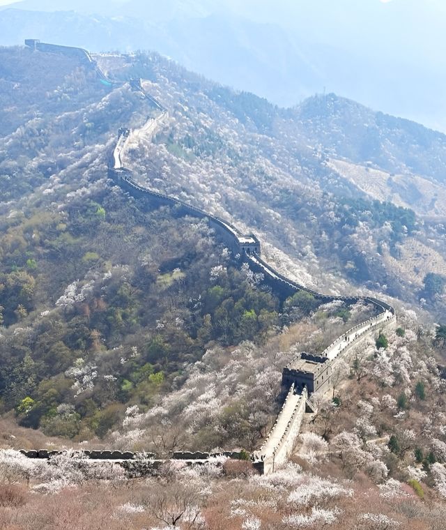 四月，赴一場慕田峪長城的花海之約
