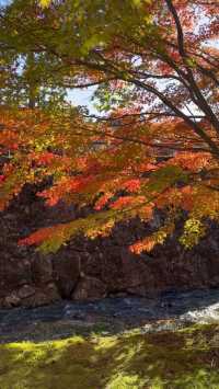 ✨《下呂雨晴公園的紅葉之美》✨
