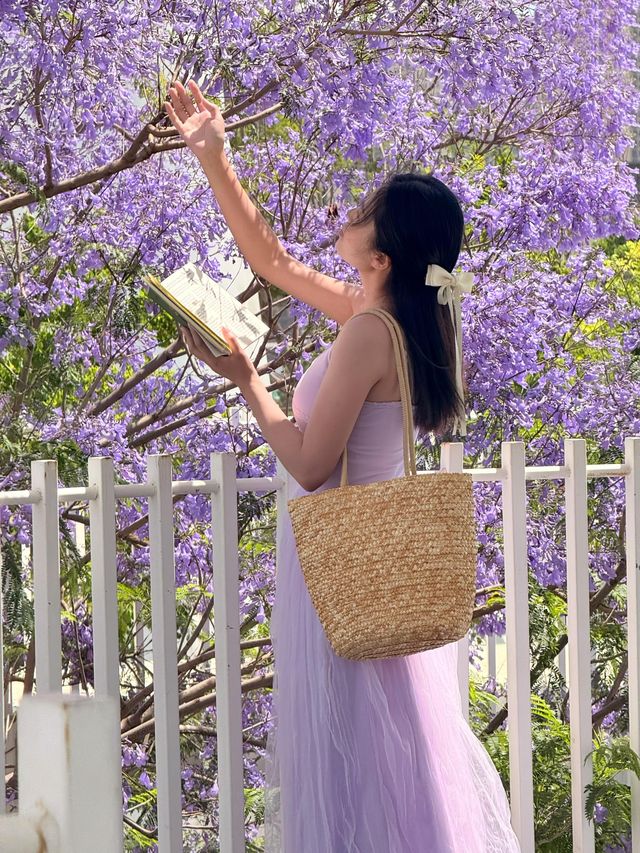 嘩塞 昆明藍花楹畫框美出新天際