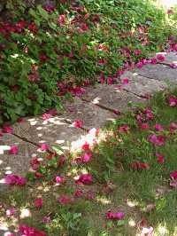 炎炎夏日～將自己投入大山中吸氧吧