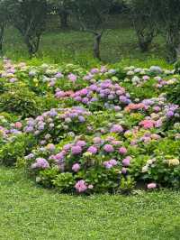 貴陽河濱公園：繡球花盛景