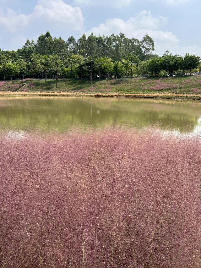 🌼南寧園博園向日葵花海打卡攻略