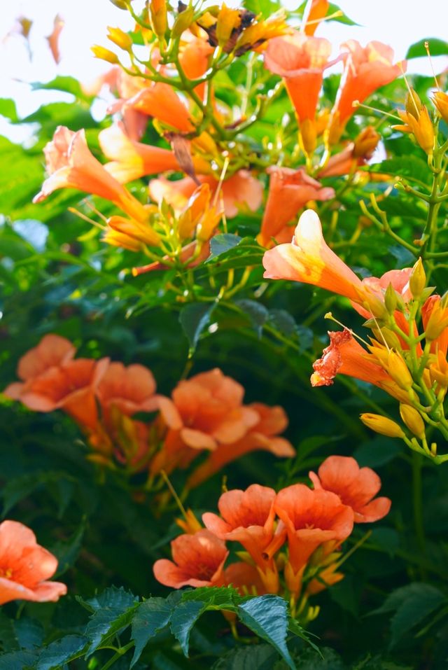 蘇州皇廢基凌霄花盛放