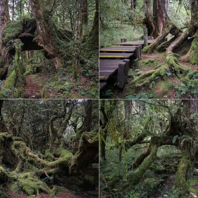 เดินเล่นป่าโบราณไต้หวัน Taipingshan