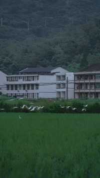 溫州拍照新熱點！平陽稻田嘅浪漫，藏喺夏日晚風裡