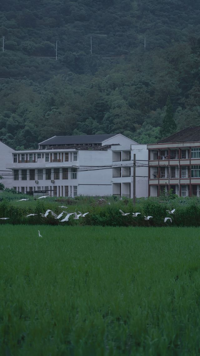 溫州拍照新熱點！平陽稻田嘅浪漫，藏喺夏日晚風裡