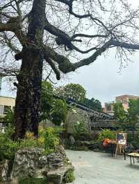 🌿 珠海淇澳島｜飲嵐·白舍民宿體驗 