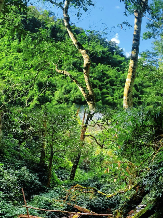 綠春｜闖入現實版綠野仙蹤