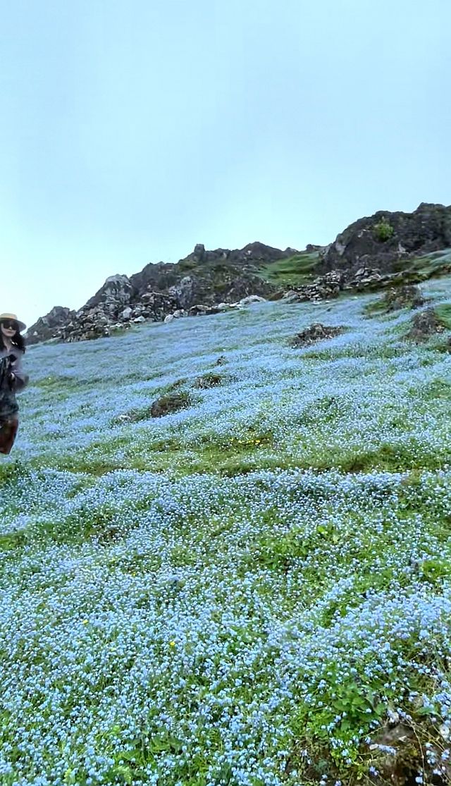 「東川二海草原：昆明北境的隱秘綠野仙蹤」