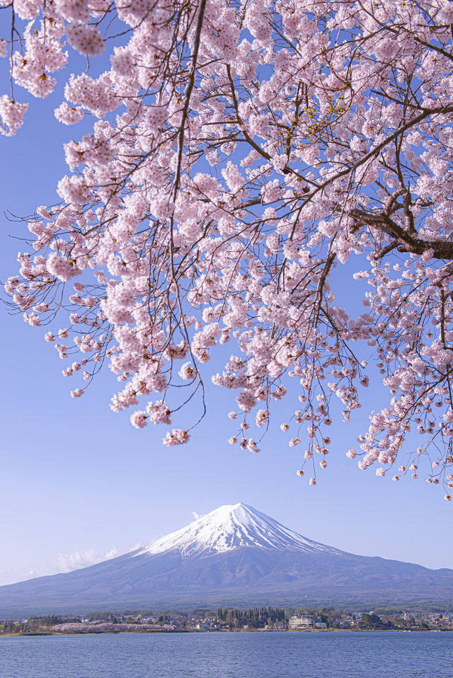 富士山通關速成指南，新手入境必睇
