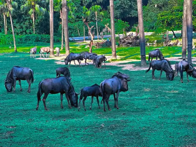 2-Day Guangzhou Chimelong Adventure Guide | Grab Your Bestie and Go!