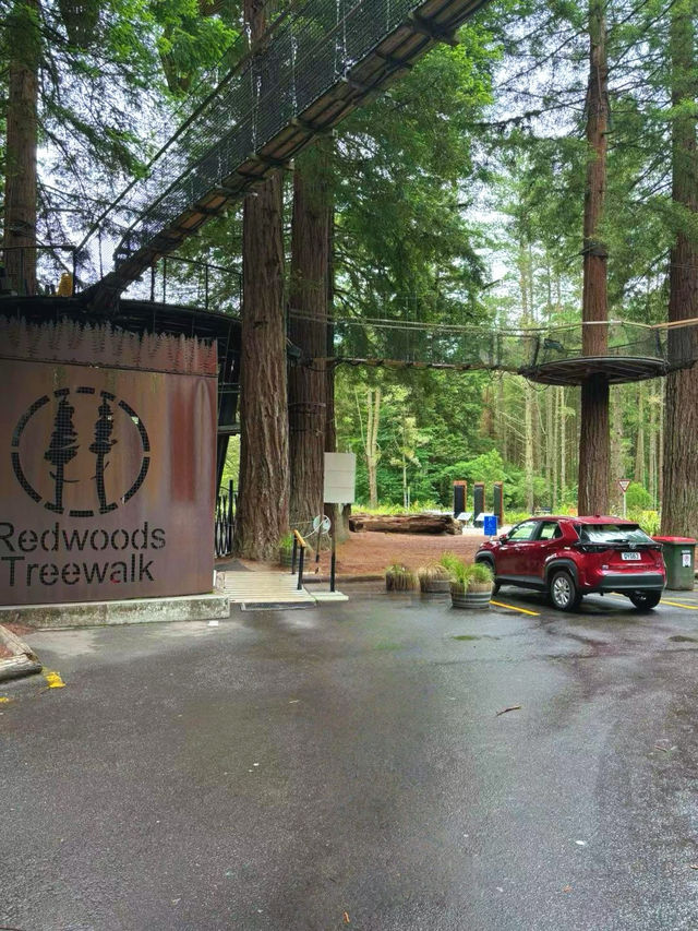 Redwoods Treewalk遊覽攻略：樹冠間的奇幻之旅