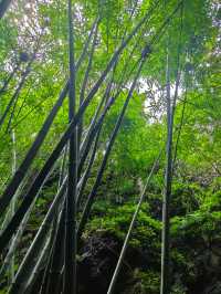 竹海瀑布輕鬆行山