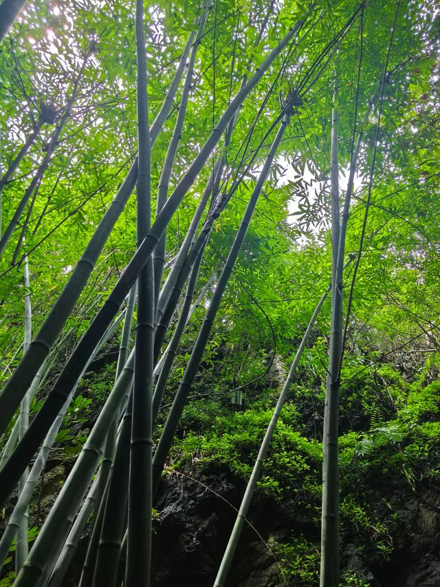 竹海瀑布輕鬆行山 竹海瀑布輕鬆行山