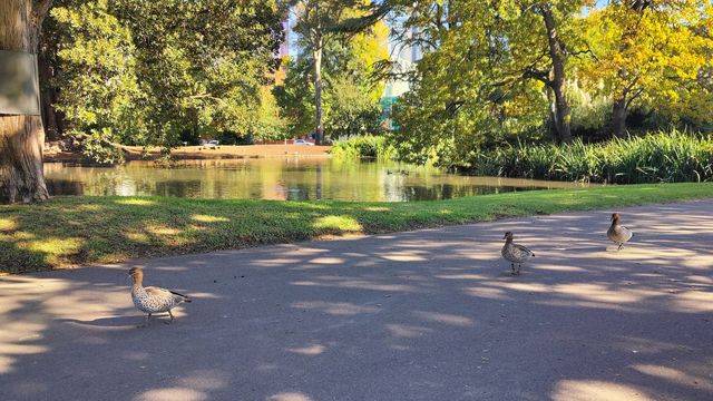A Serene Stroll Through Carlton Gardens A Serene Stroll Through Carlton Gardens