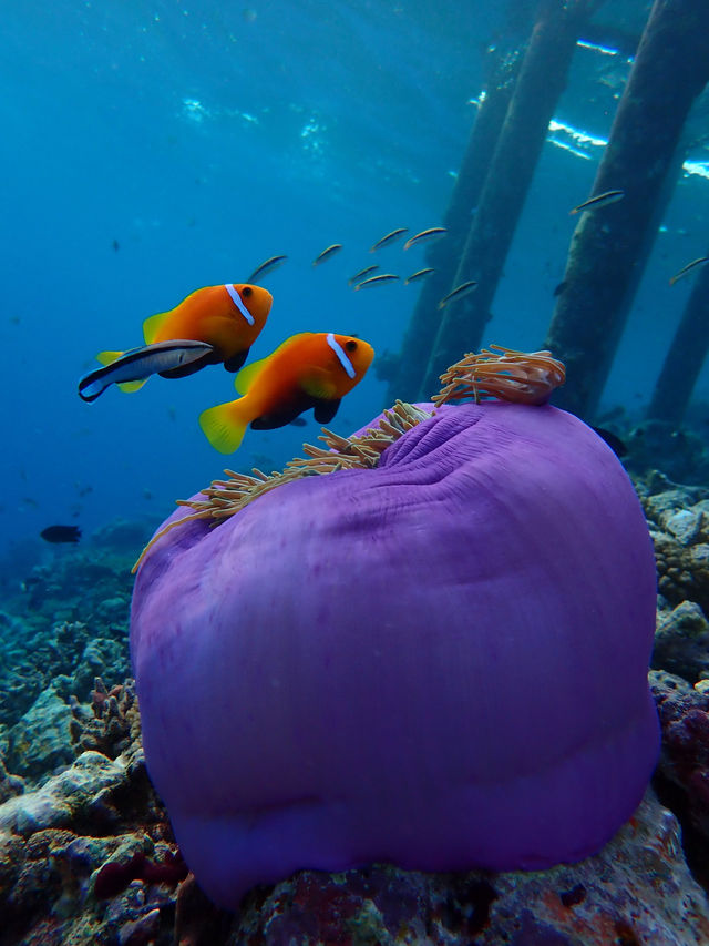 Returning to Paradise: A Love Letter to the Island