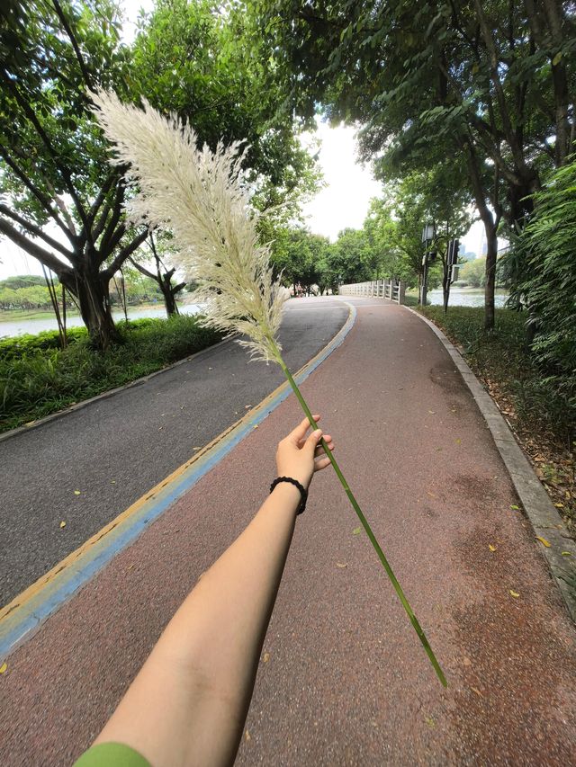 週末輕鬆徒步|順峰山公園9公里環湖路 週末輕鬆徒步|順峰山公園9公里環湖路
