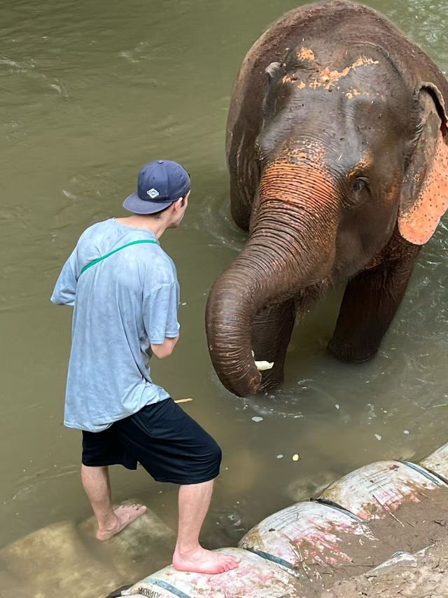 Unforgettable Elephant Experience in Chiang Mai