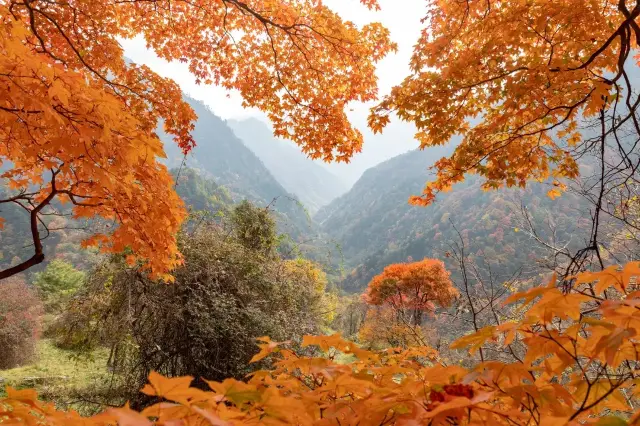 Mùa ngắm lá đỏ ở Tangjiahe bắt đầu