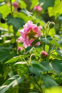 風過木芙蓉，如詩如畫的絕美秋色