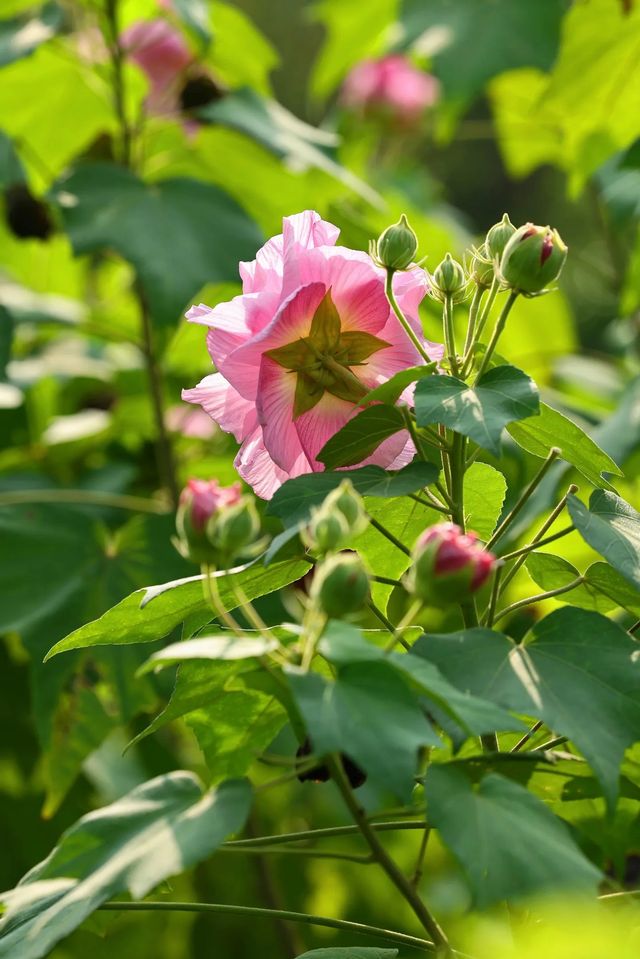 風過木芙蓉，如詩如畫的絕美秋色
