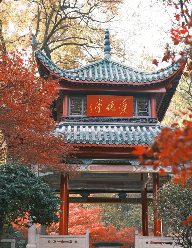 長沙秋天美景打卡攻略合集來啦！