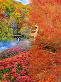 京郊紅葉棧道,這裡已到達觀賞,錯過等一年