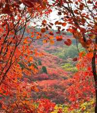 中國北方最美紅葉觀賞地～濟南紅葉谷