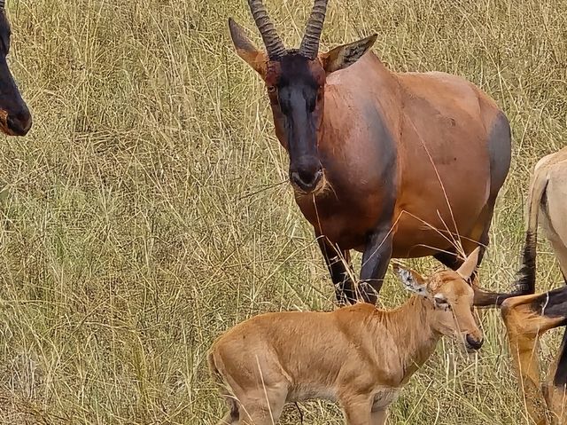 Exceptional Safari Experience with Beacon