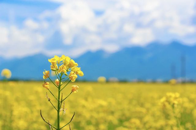 叮～打卡門源百里油菜花海！