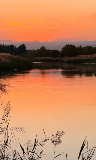 10.15 Live full-screen footage of the wild poplar forest in Southern Xinjiang