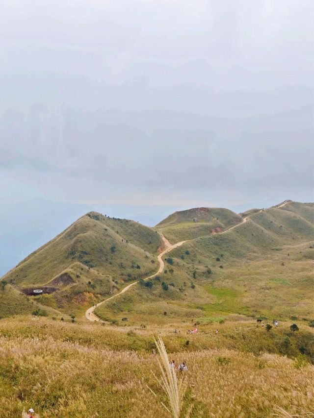 人生建議:秋天一定要衝惠州大南山蘆葦蕩! 人生建議:秋天一定要衝惠州大南山蘆葦蕩!