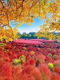 奧森賞秋攻略粉黛子·銀杏·花海·紅葉…