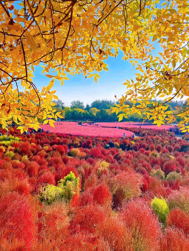 奧森賞秋攻略粉黛子·銀杏·花海·紅葉… 奧森賞秋攻略粉黛子·銀杏·花海·紅葉…