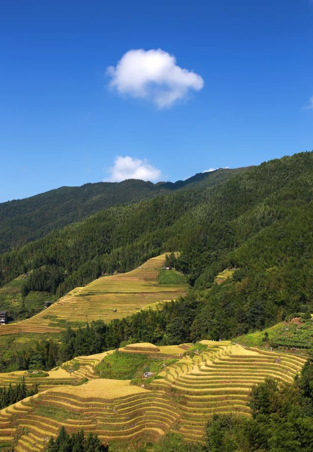 平安寨,龍脊梯田;田間閣,秋意無雙 平安寨,龍脊梯田;田間閣,秋意無雙
