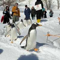 🐧오타루 수족관에서 펭귄과 눈꽃을 만난 날