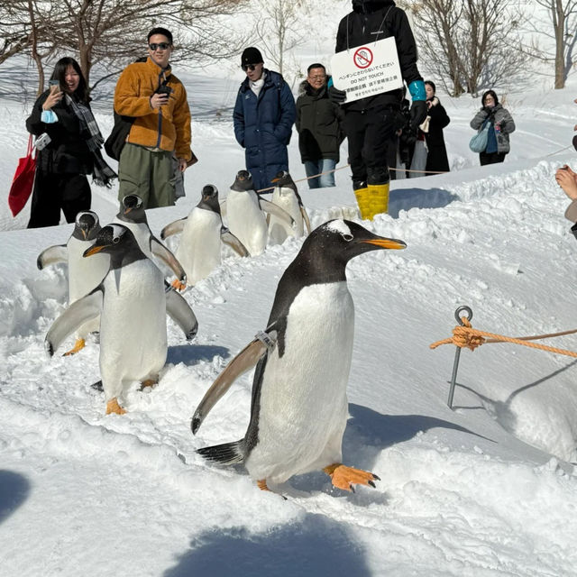 🐧오타루 수족관에서 펭귄과 눈꽃을 만난 날 🐧오타루 수족관에서 펭귄과 눈꽃을 만난 날