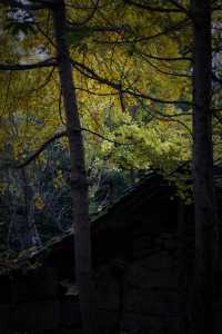 漢中 | 瞿家大院 |好像真的穿越了