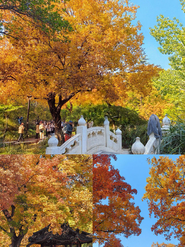 京城賞秋天花板地壇銀杏大道美到失語