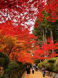 拈花一笑高野山