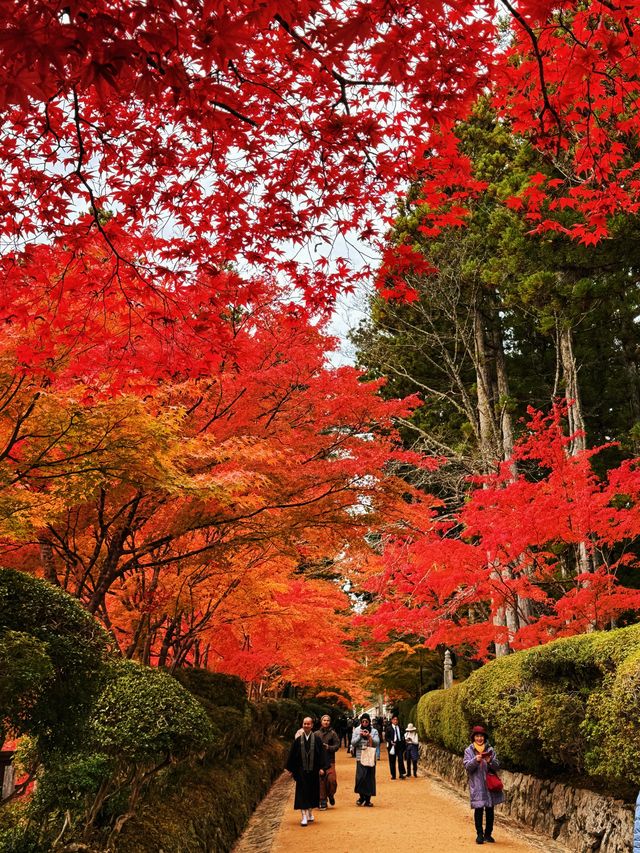 拈花一笑高野山